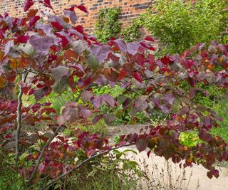 Cercis canadensis with purple foliage