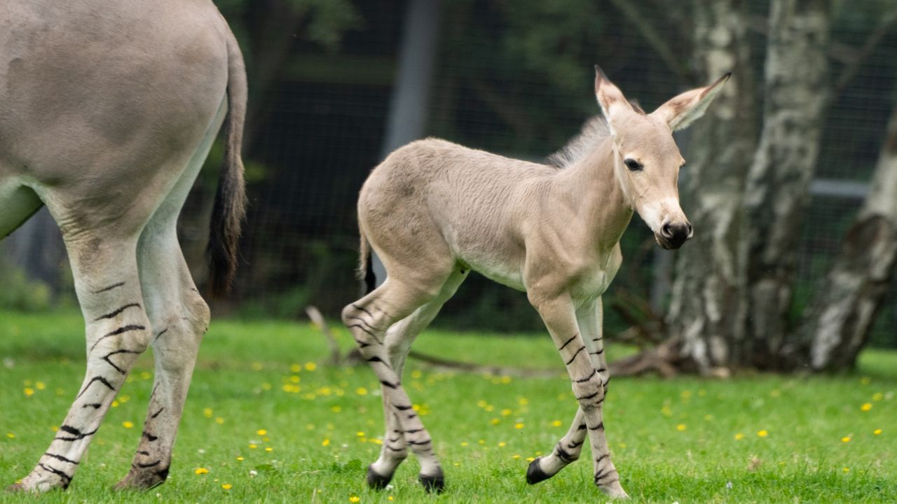 A baby donkey running in a field