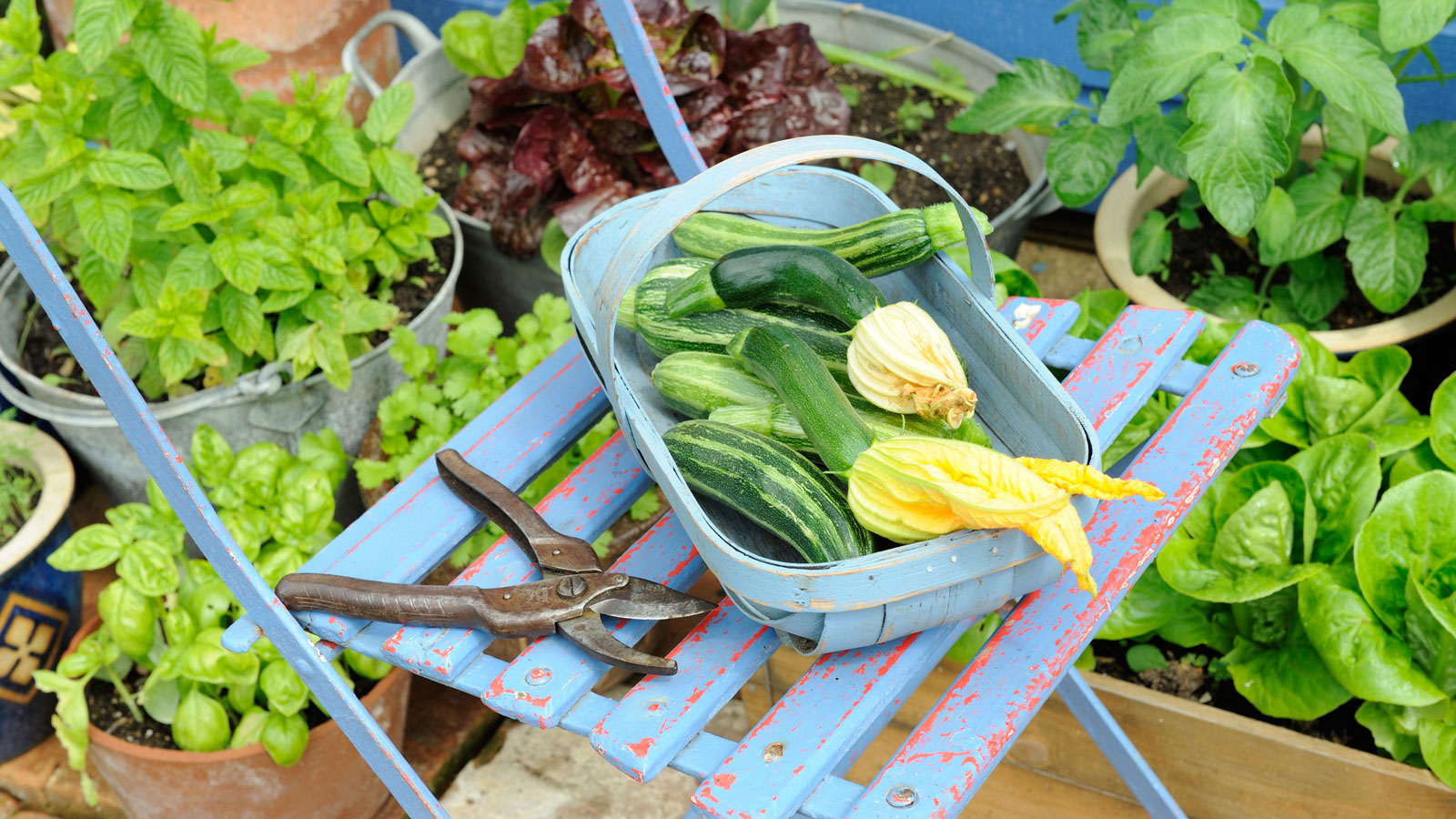 blue painted garden chair with blue painted vegetable trug filled with courgettes, some in flower, surrounded by pots of herbs and lettuce leaves 