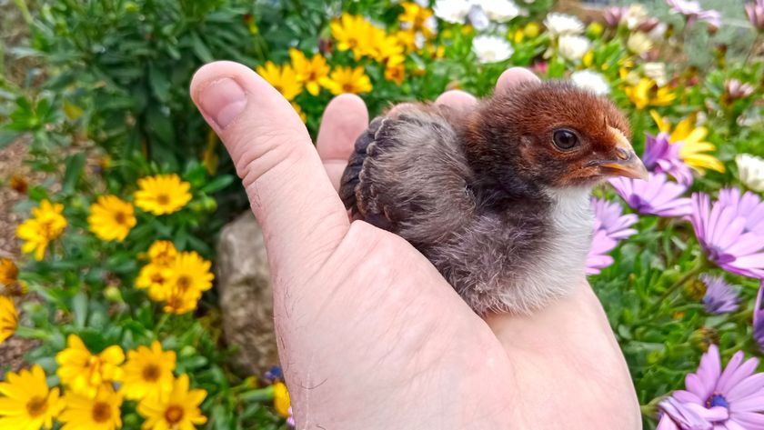 A hand holding a baby bird in front of grass and flowers