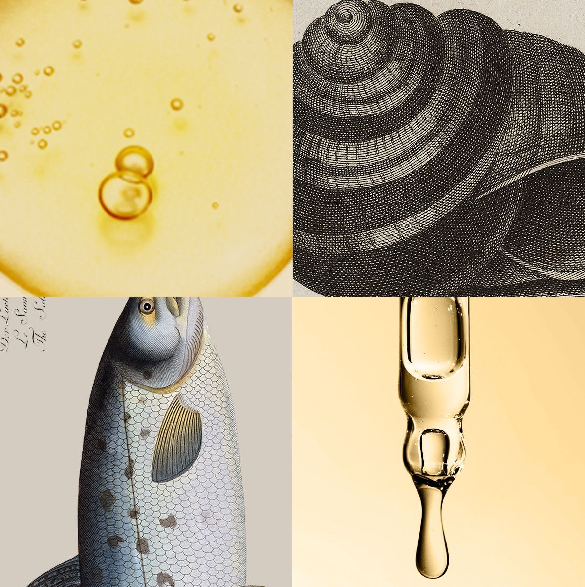 Images of a shell, bee, sheep, fish, and skincare products such as a serum, moisturizer, and ampoules on a black and white and muted yellow background.