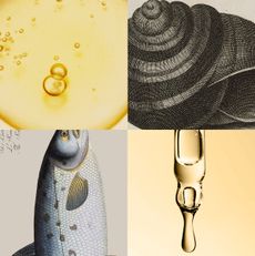 Images of a shell, bee, sheep, fish, and skincare products such as a serum, moisturizer, and ampoules on a black and white and muted yellow background.