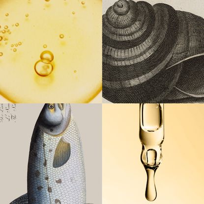 Images of a shell, bee, sheep, fish, and skincare products such as a serum, moisturizer, and ampoules on a black and white and muted yellow background.