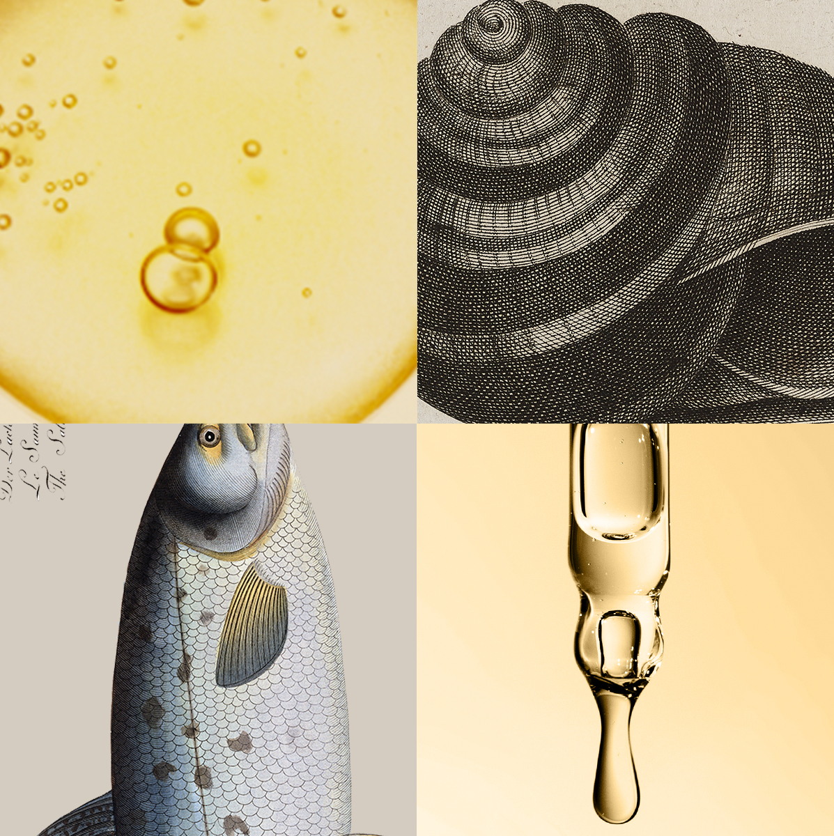 Images of a shell, bee, sheep, fish, and skincare products such as a serum, moisturizer, and ampoules on a black and white and muted yellow background.