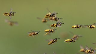 A swarm of wasps on a green background