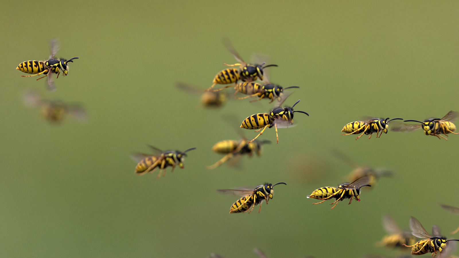 A swarm of wasps on a green background