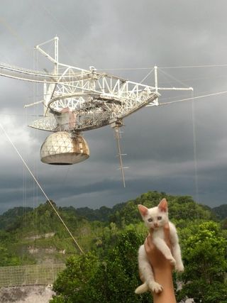 A cat named Squeakazoid poses with the world's second-largest radio telescope at the Arecibo Observatory in Puerto Rico.