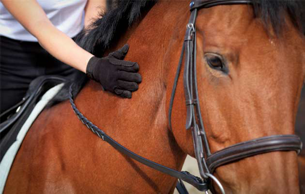 Horse-Feature-PIc