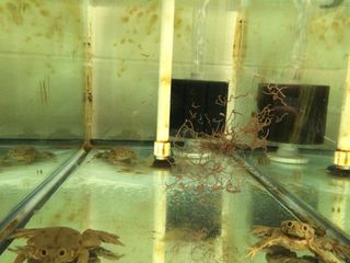 Feeding Time, lake titcaca frogs