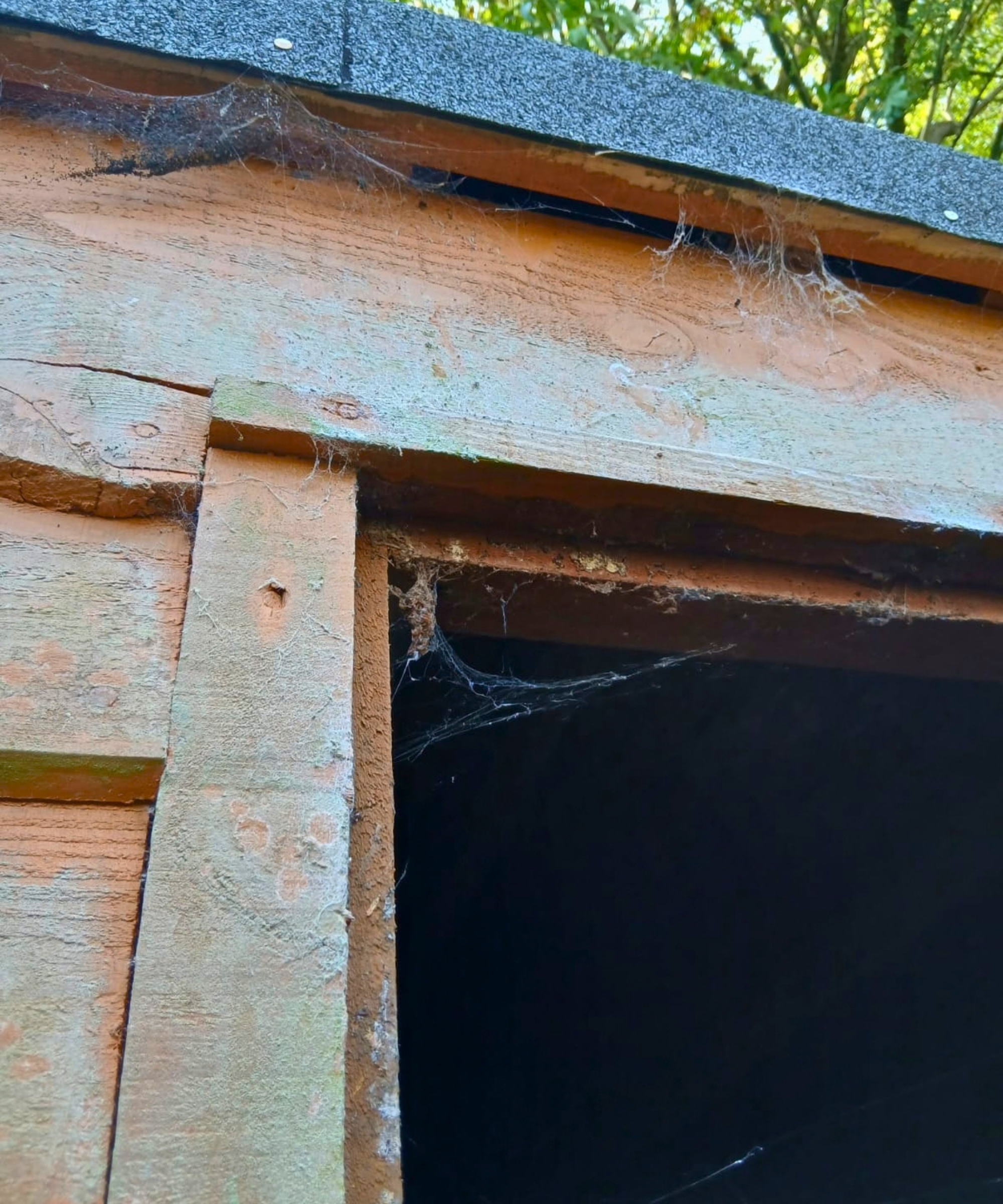 Close-up of a shed's weathered roofline and doorframe corner, with cobwebs in the gap.