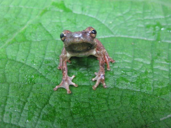 Hyperolius Nimbae- has been found after 43 years. Re-discovered by Dr.N