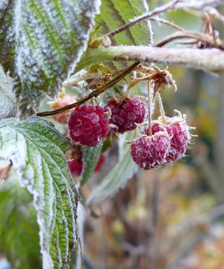 Raspberries Covered With Frost Hanging On The Bush