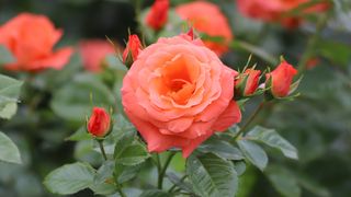 Beautiful orange rose in bloom