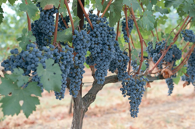 red grape clusters