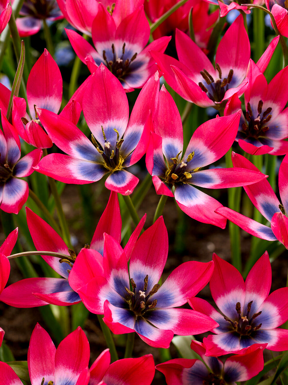 Tulip Little Beauty