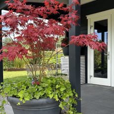 Acer palmatum 'Atropurpureum' (Japanese Maple) and Hedera helix in big grey pot