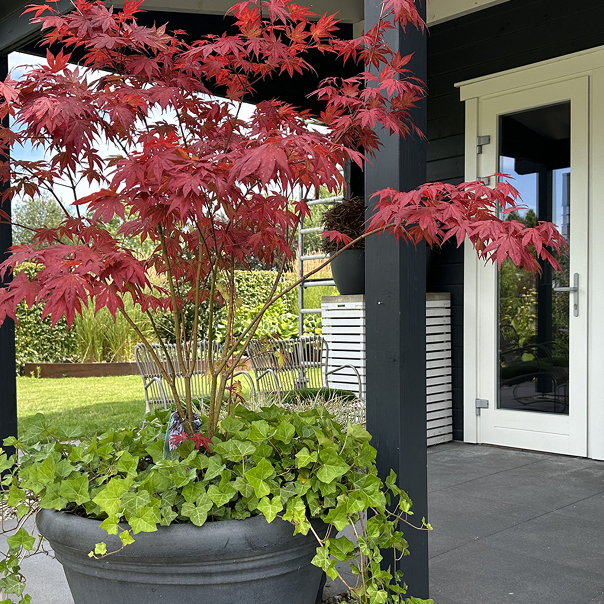 Acer palmatum &#039;Atropurpureum&#039; (Japanese Maple) and Hedera helix in big grey pot