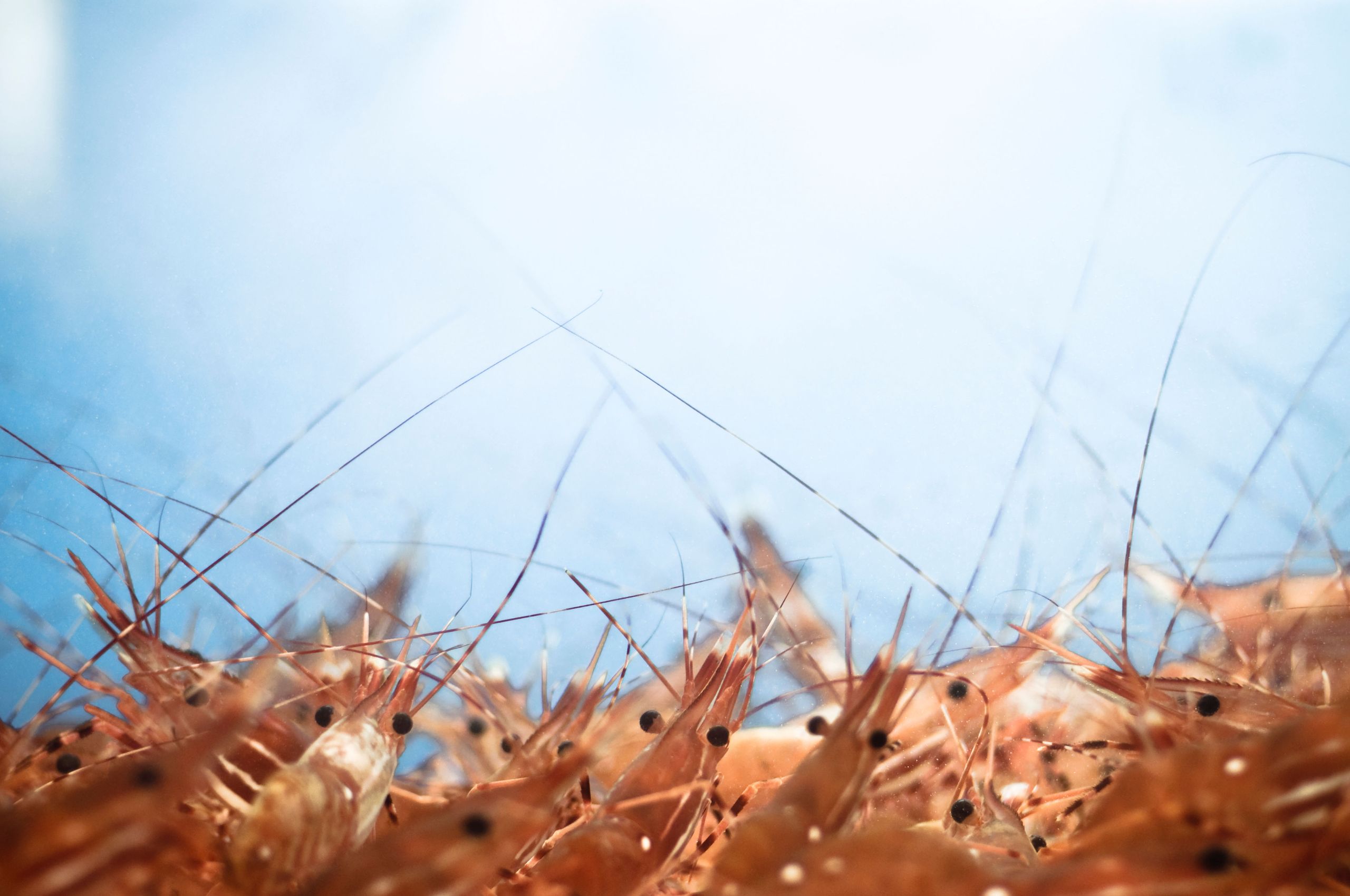 Farmers of Britain, go forth and grow prawns