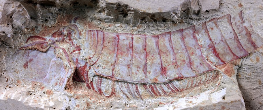 arthropod-fossil