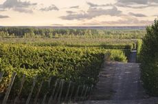 Wines of Argentina, Wines of Argentina patagonia Landscape in Neuquén