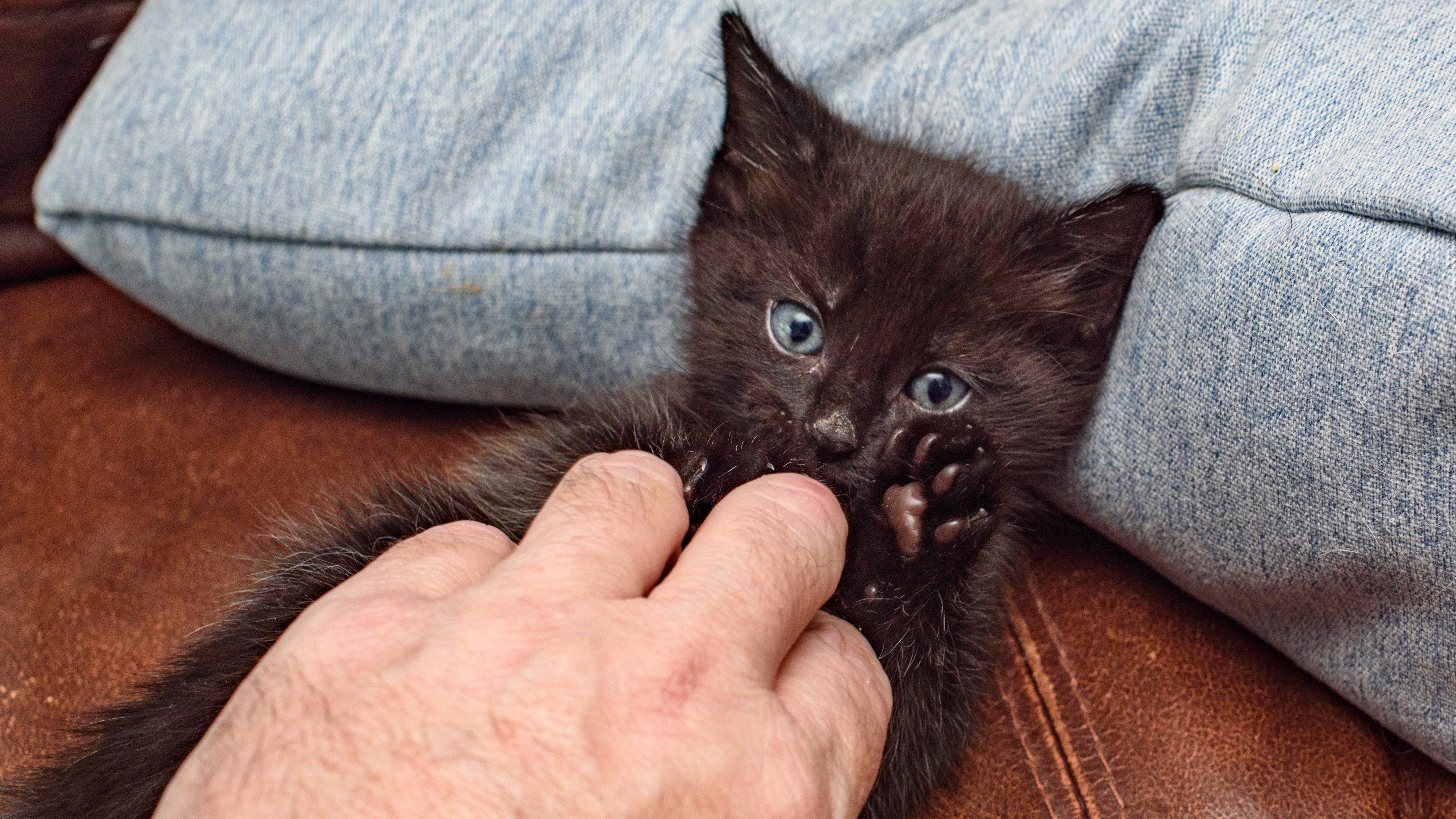 2 small black kittens playing with a man's hand and a Pixel 10 Pro in jade green, murder claws at the ready