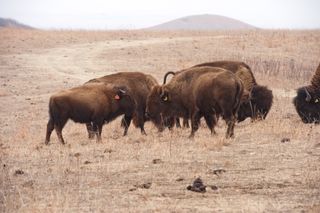 Bison roam the Kansas prairie
