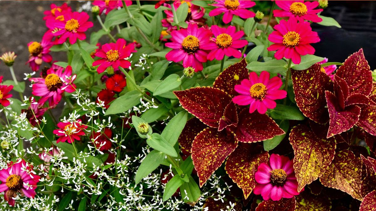 These 6 Flower Container Combinations Stay Beautiful All Summer – Without Constant Watering
