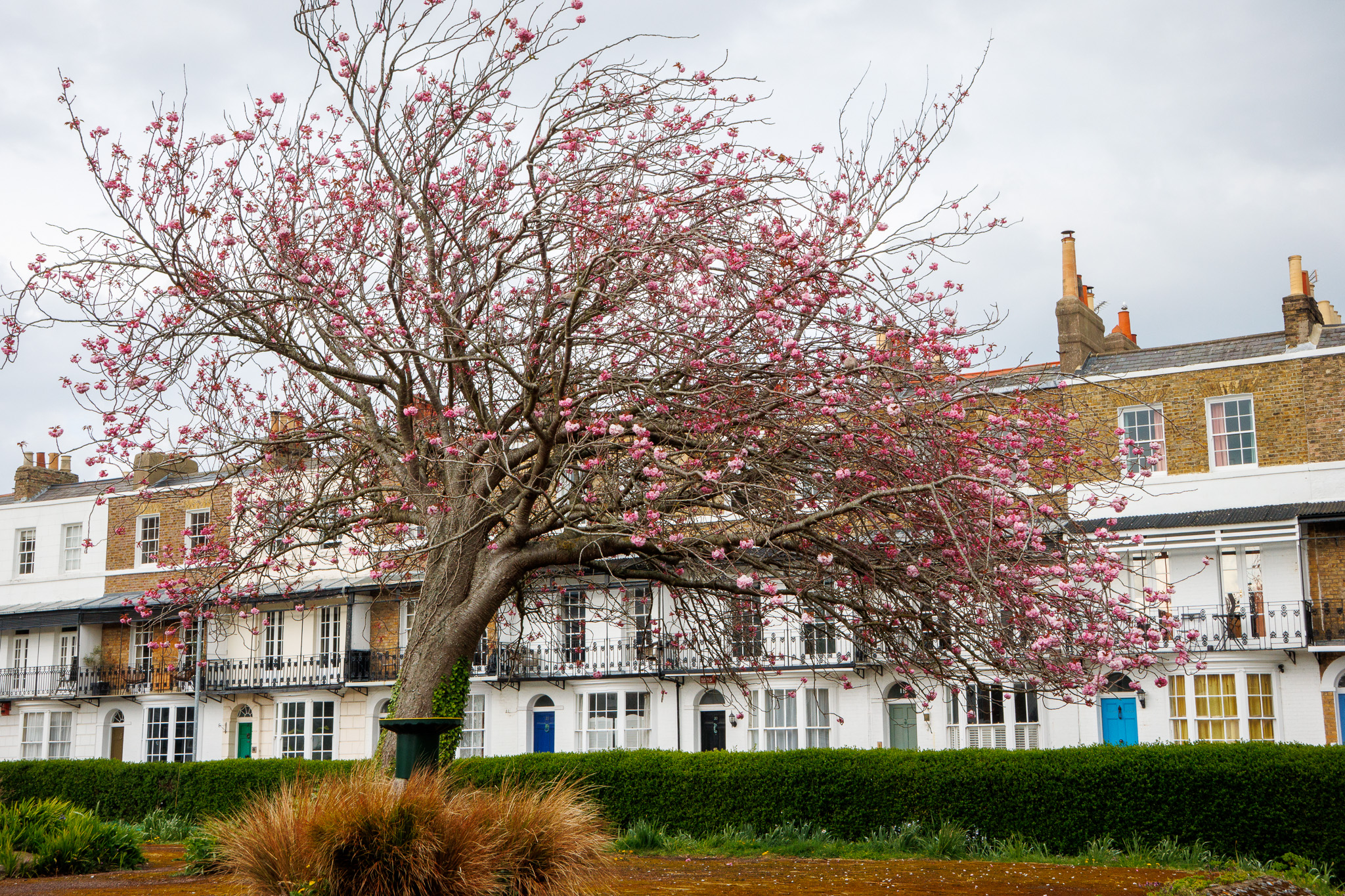 Canon PowerShot V1 sample photo of a tree with pink blossom in front of terraced houses
