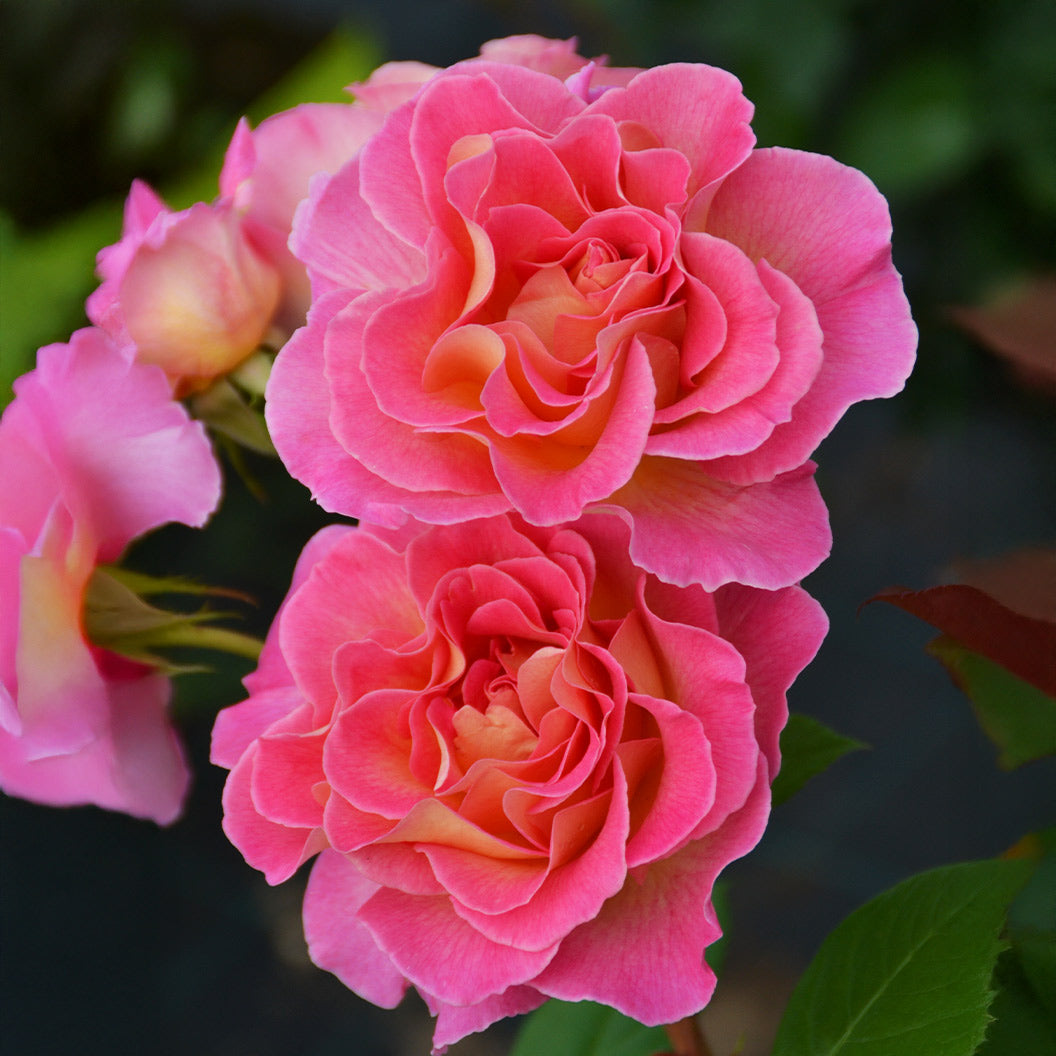 Julie Andrews&amp;trade; Hybrid Tea Rose