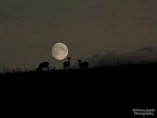 Deer and Harvest Moon