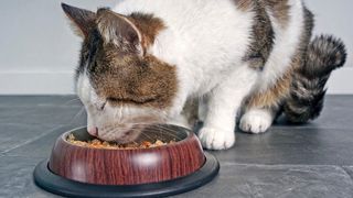 Cat eating some of the best wet cat food