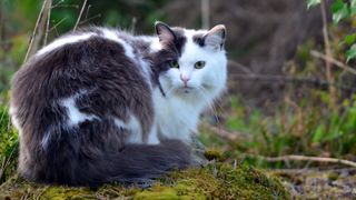 grey and white long haired cat with a mossy backdrop