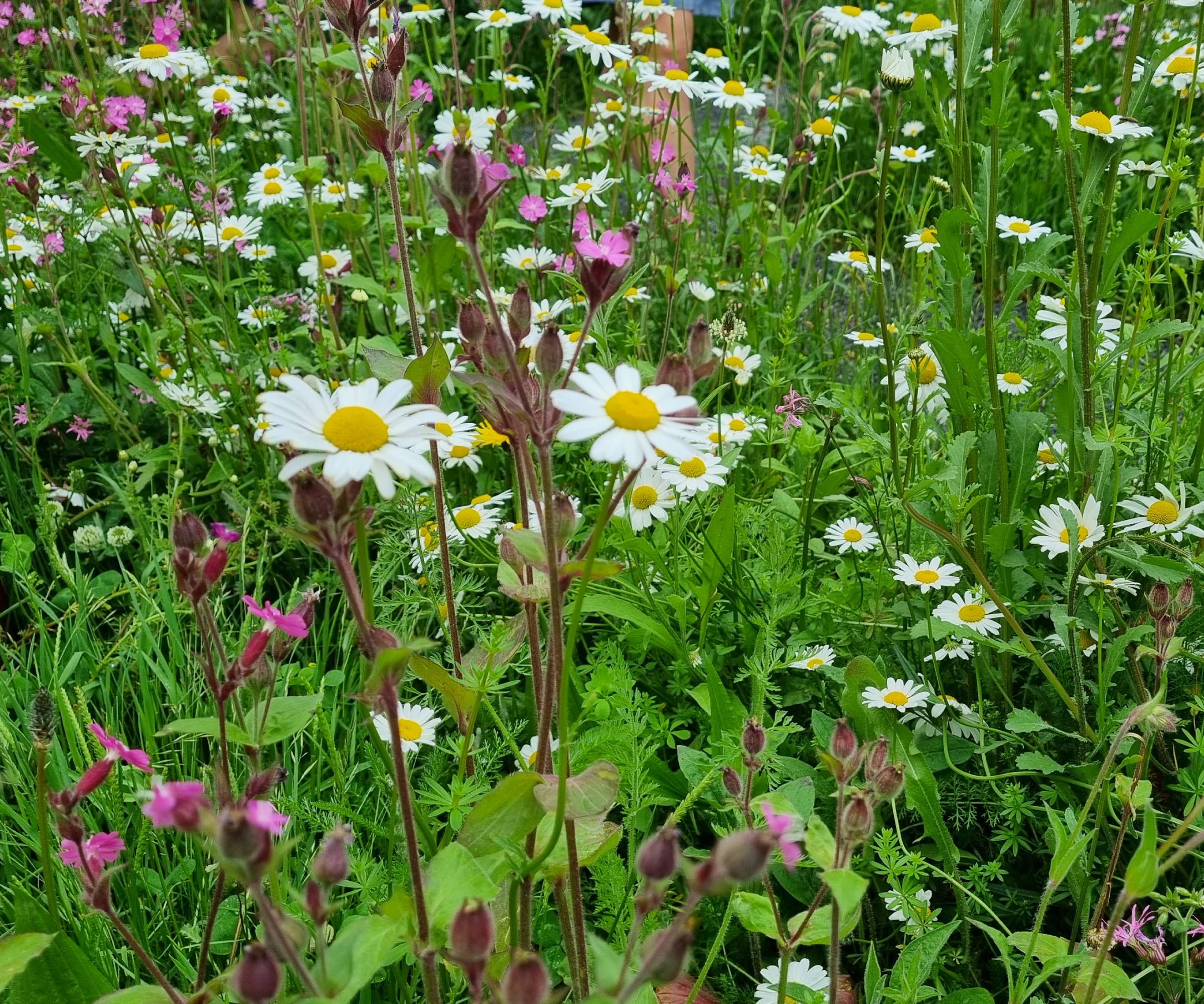 Oxeye daisies in wildflower meadow
