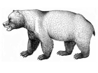 European cave bears were the first of the mega-mammals to die out in the most recent historical round of big-time extinctions, going extinct around 13 millennia earlier than was previously thought, according to a new estimate. The new extinction date, 27,