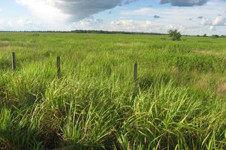 Grassland pasture in the Pantanal.