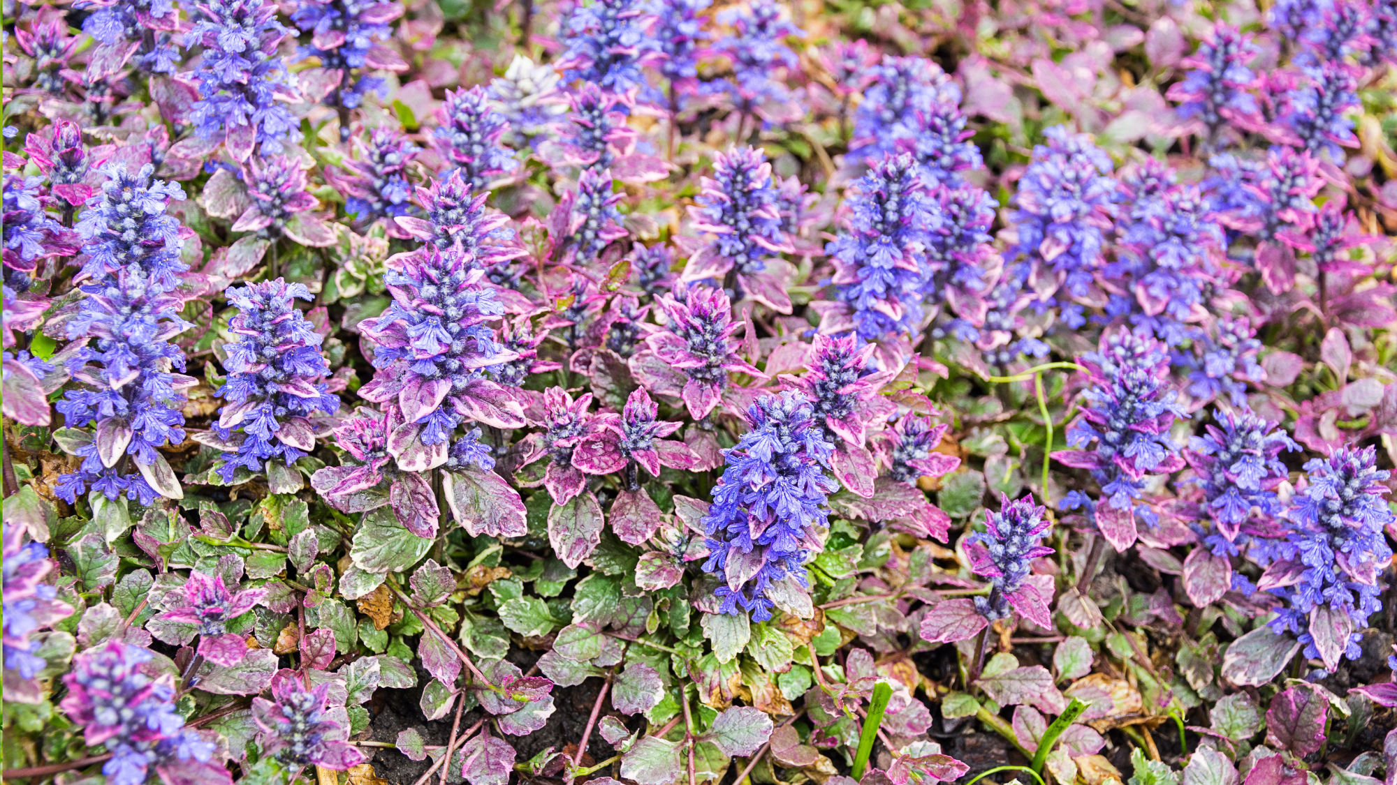 Pretty groundcover: Purple Creeping Carpet Bugleweed Flower Ajuga in the garden