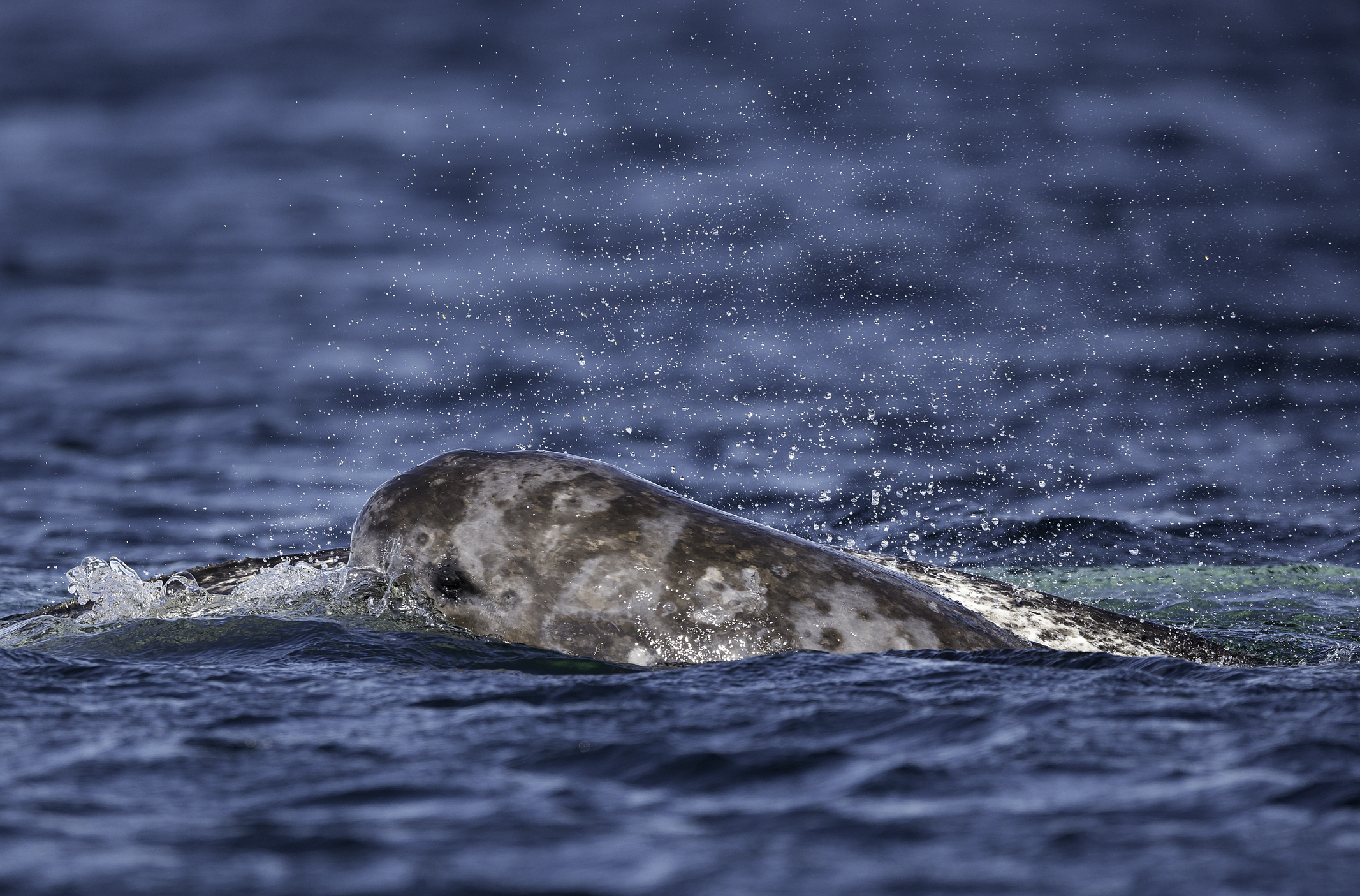 Narwhal breaches the water