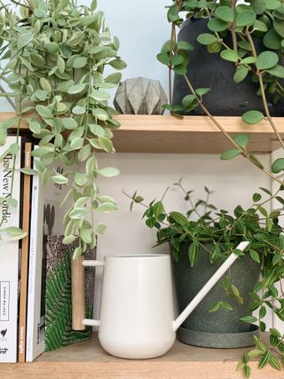 Trailing houseplants on shelves