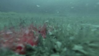 underwater image of a lake beneath Antarctica 