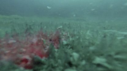 underwater image of a lake beneath Antarctica