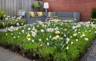 daffodils in border on patio