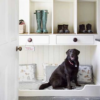 dog in room with white walls