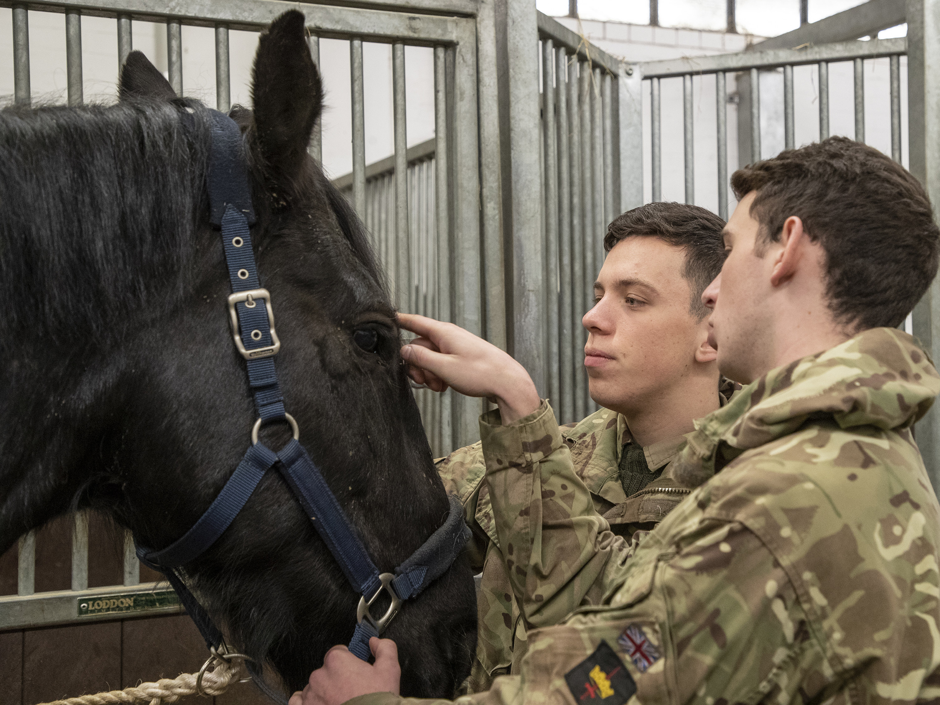 The Household Cavalry horses return from their Christmas break in Melton Mowbray on the 5th of Feb, back to Knightsbridge