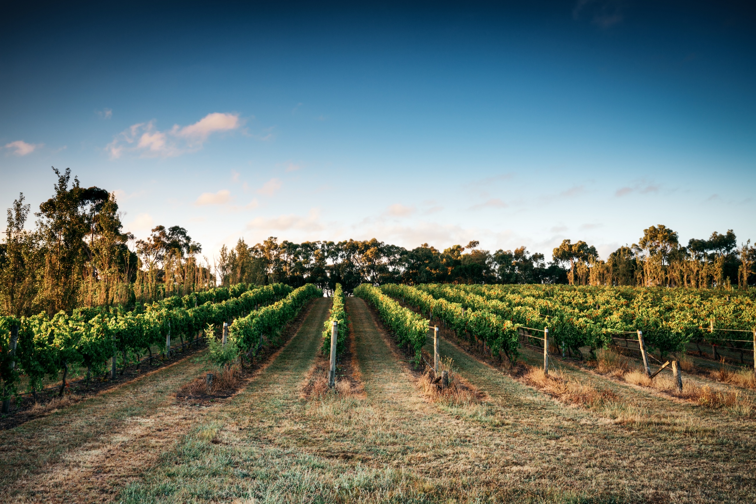 vineyards at Scotchmans Hill