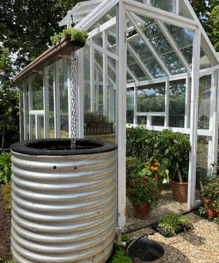 water butt installed near a greenhouse to collect rainwater from the guttering