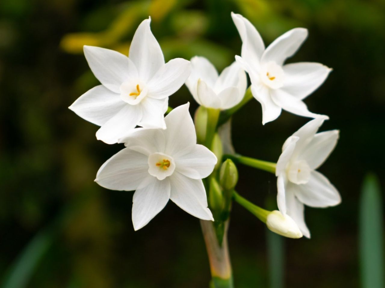 Paperwhite Plants