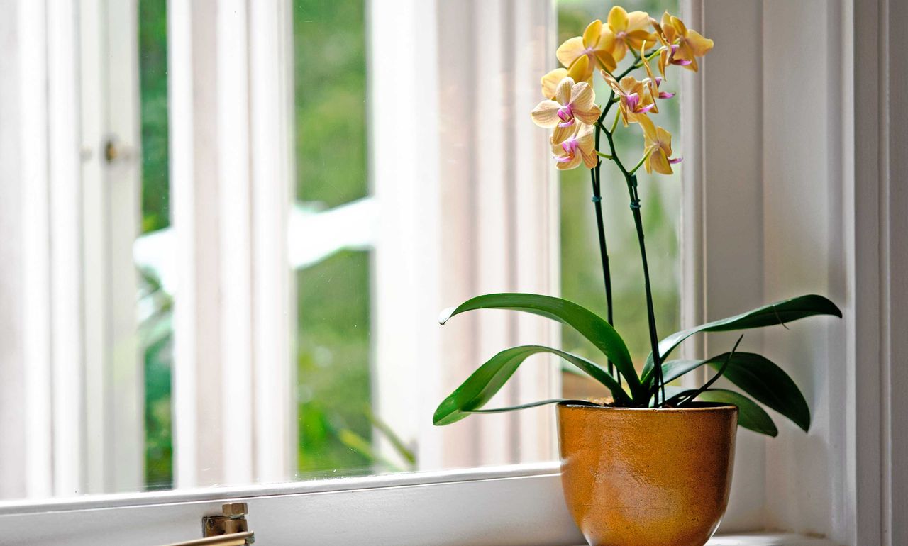 yellow orchid growing in a plant pot on a windowsill