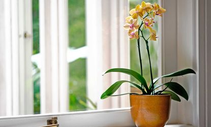 yellow and pink orchid growing in a pot on a windowsill