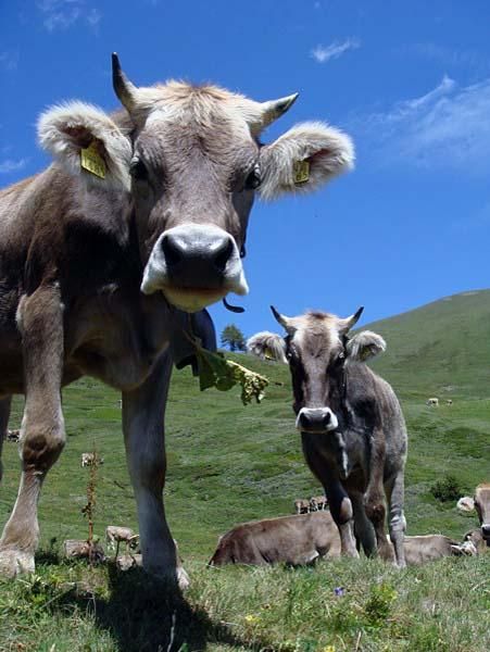 Swiss cows