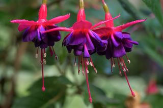 Fuchsia is a genus of flowering plants that consists mostly of shrubs or small trees.